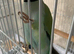 Mutation Male Ringneck