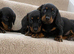 Miniature dachshund puppies
