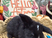 French Lop Babies for reserve