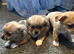 Cute puppies for sale