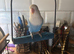 Semi tame love bird