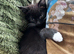 3 kittens ready to leave now