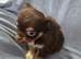 Chihuahua puppies
