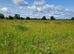 Full grass livery available