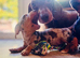 Miniature Dachsund puppies