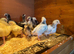 Sussex Ranger male chicks
