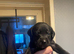 Labrador puppies KC registered