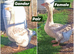 Pairs Dewlap Toulouse Geese