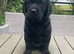 Outstanding Labrador kennel club registered puppies for sale.