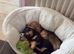 Long haired miniature Daschund puppies black and cream and shaded creams