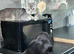 Gorgeous grey and white British shorthair