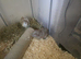 male guinea pigs for sale