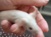 Baby Siamese mice for sale 6wls old