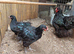 Two young pure breed Black orpington cockerels