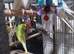 Beautiful baby budgies