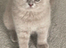 GORGEOUS LILAC GCCF REGISTERED BOY