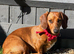 Female dachshund red dapple