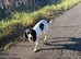 Lovely small spaniel