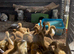 Khaki Campbell ducklings for sale