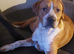 Turkish Kangal x American Bulldog