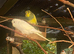 Young pretty budgies for sale