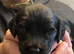 Working Cocker Spaniel Puppies