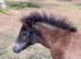 Miniature British Spotted Pony Filly