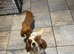 Cavalier King Charles spaniel