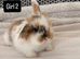 Pure bred Mini lops rabbits