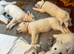 4 Beautiful White Husky Puppies Ready for Their Forever Homes