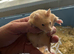 Syrian hamster baby males and females