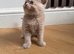Adorable British Shorthair Kittens