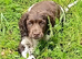 Castlegal spaniels