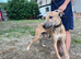 Lurcher pups