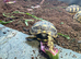 Herman hatchlings