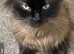 Seal mink ragdoll female
