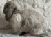 Pair of Bonded neutered female mini lops &pound;100