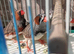 Finches Pair javas and others