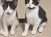 Ready to go to there forever homes