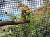 Baby Fife Canaries For Sale