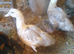 Lavender Muscovy drakes