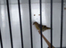 2026 British birds