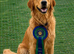 Fox red golden retriever pup boy RKC registered ready now