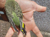 Hand reared super tame budgie