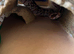 Madagascar ground boa