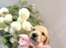 KC Registered Miniature Dachshund Puppies