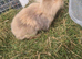 Baby Lionheads