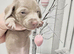 KC REGISTERED FULL PEDIGREE Miniature smooth coat Dachshund Puppies!