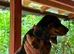 Beautiful dachshund puppies
