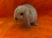 Pure Mini Lops [Ready to Leave]